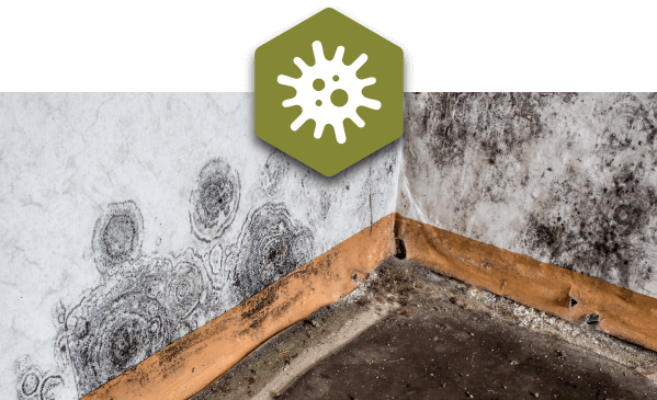 mold environmental remediation services