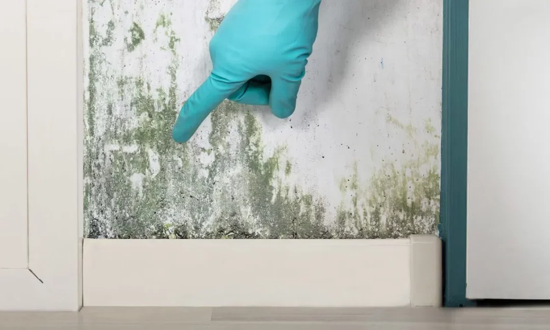 The Hidden Places Mold Can Grow In Your Home