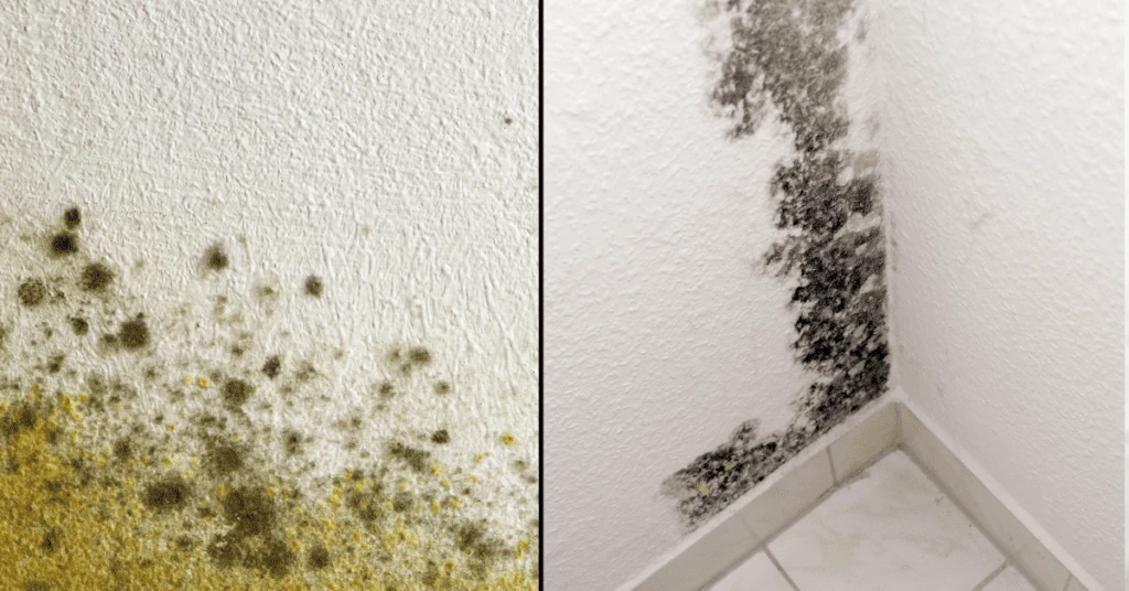 Why Is Mold Fuzzy?