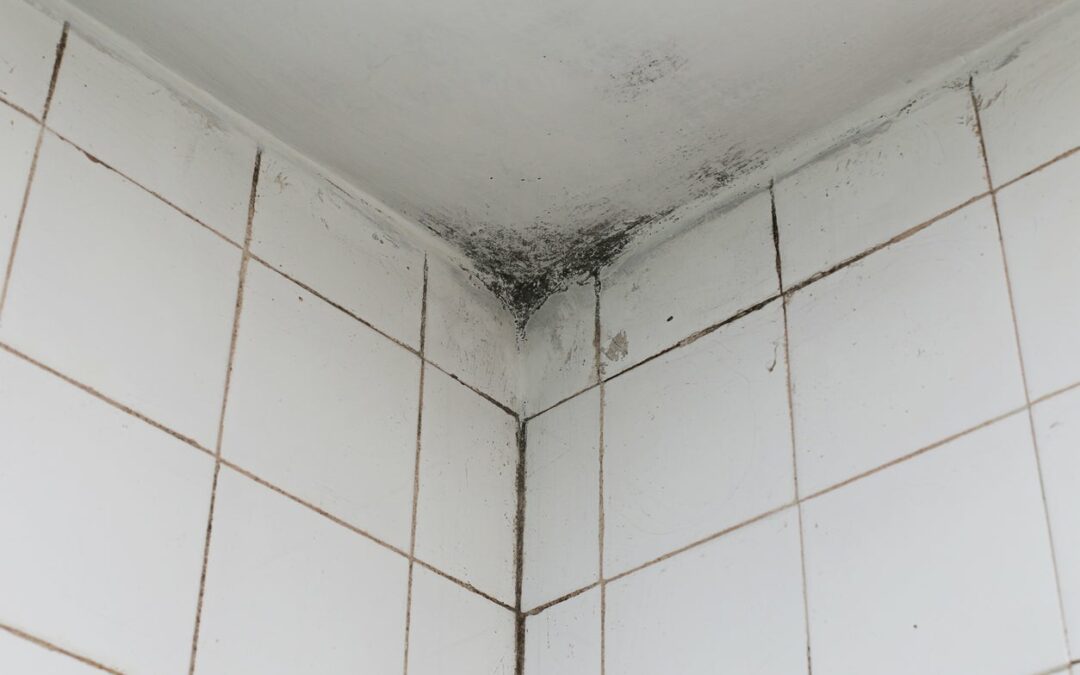 Where to Check for Mold in Your Home